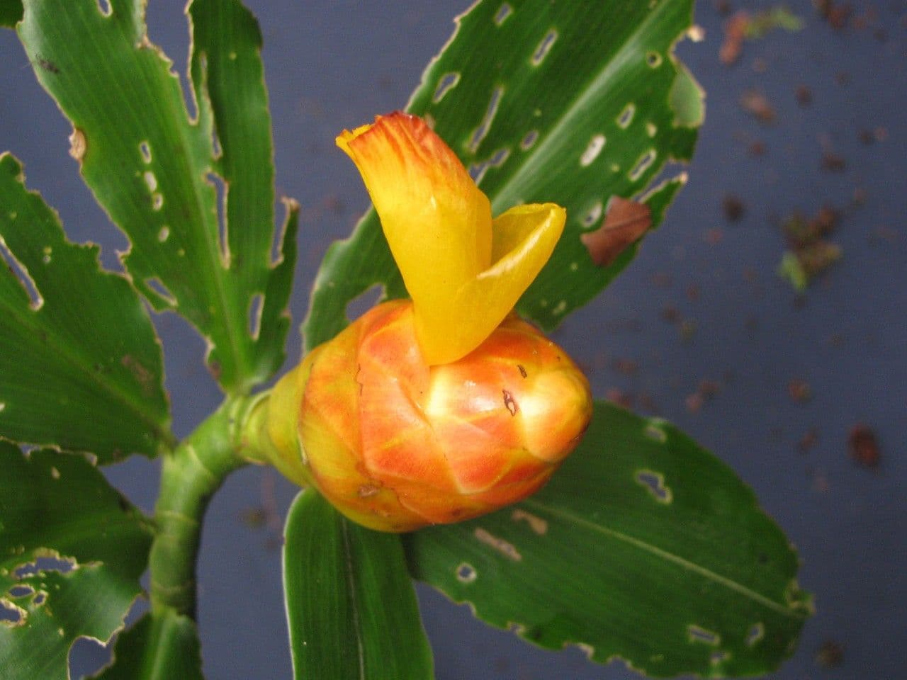 Costus 9