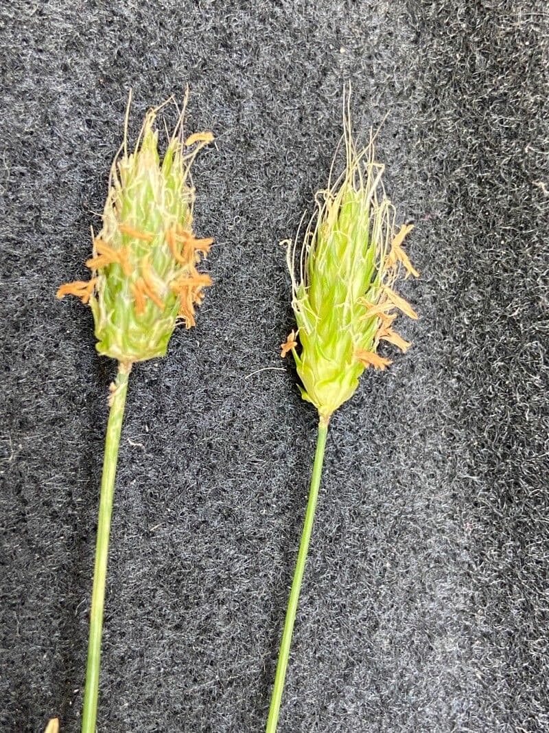 Rendle's meadow foxtail 3