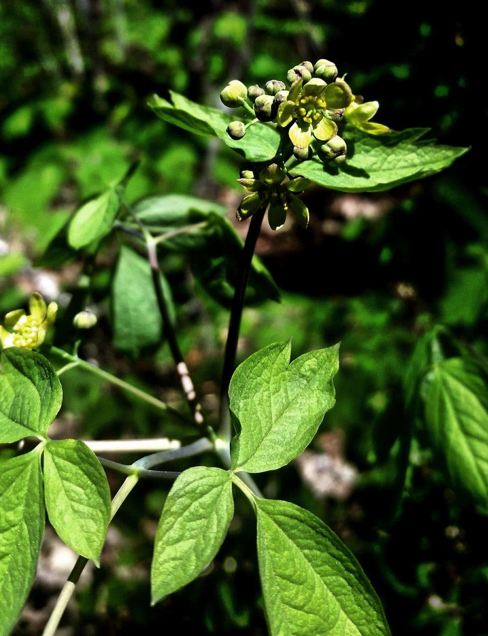 Caulophyllum 11