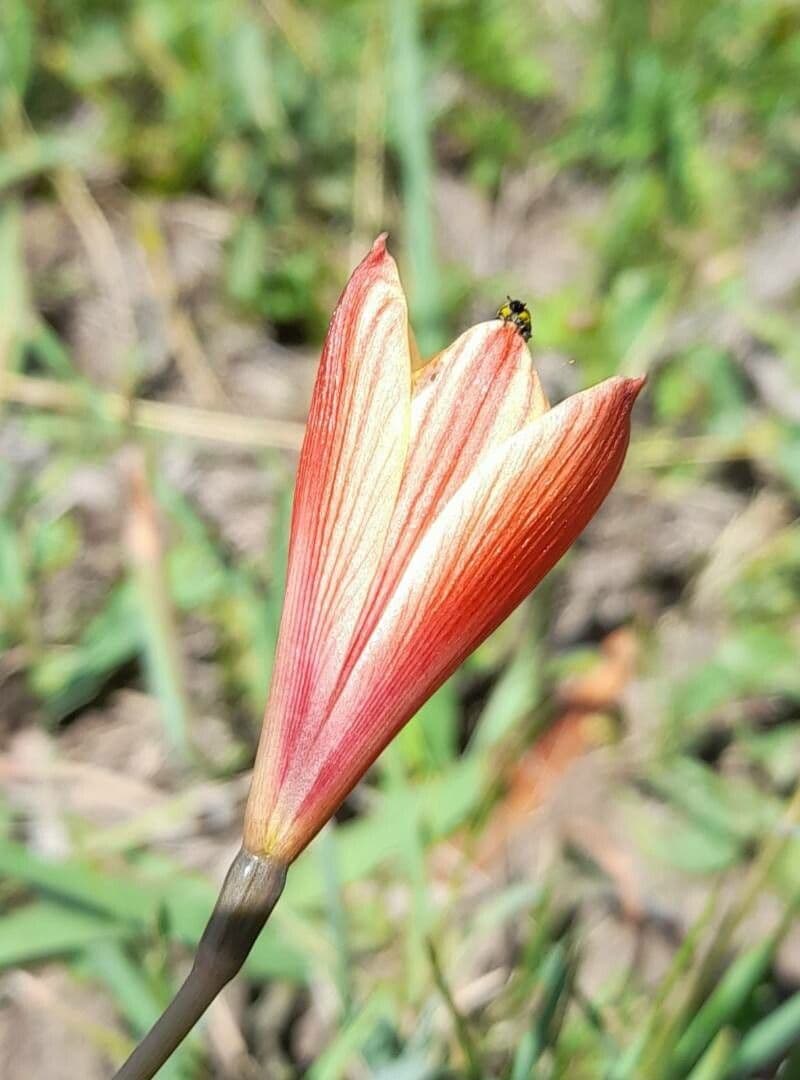 Zephyranthes 2
