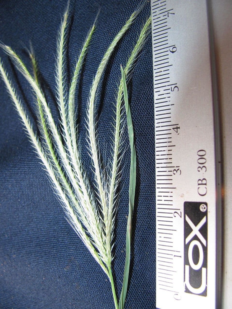 Chloris promienna 8