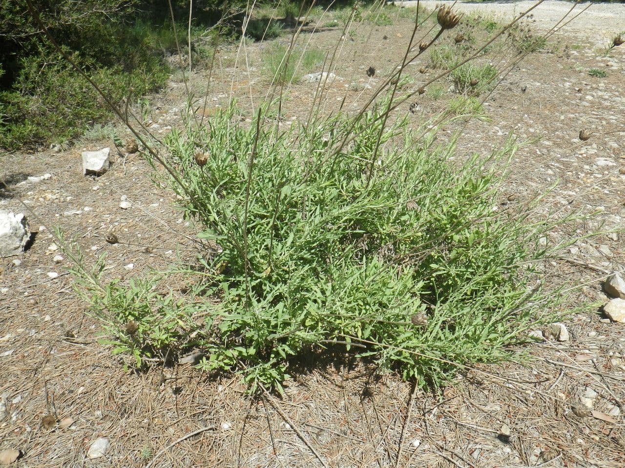 Cheirolophus 12