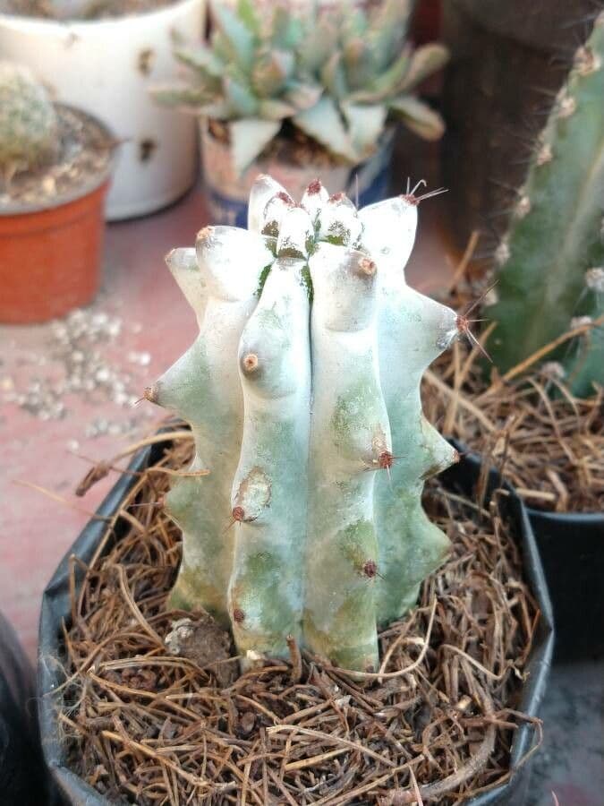 Stenocereus