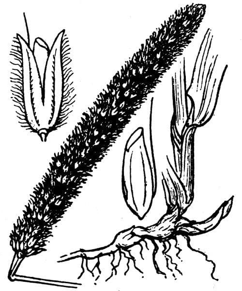 Lisie ogon 11