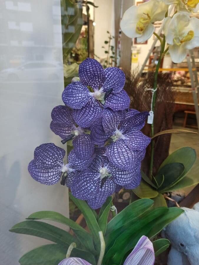 Vanda 5