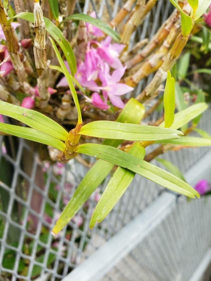 Dendrobium 4