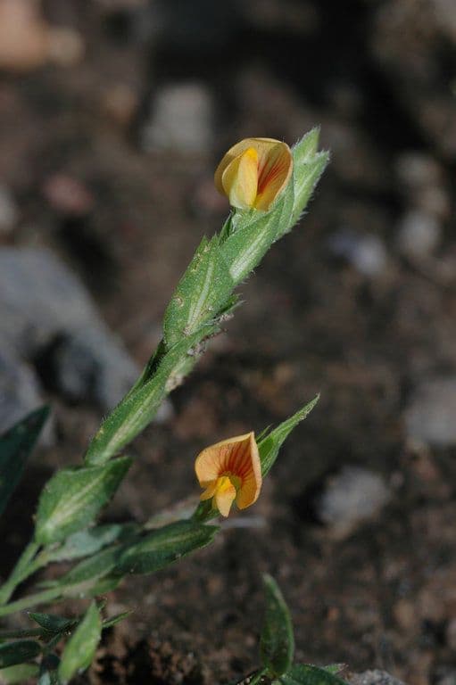 Zornia reticolata 8