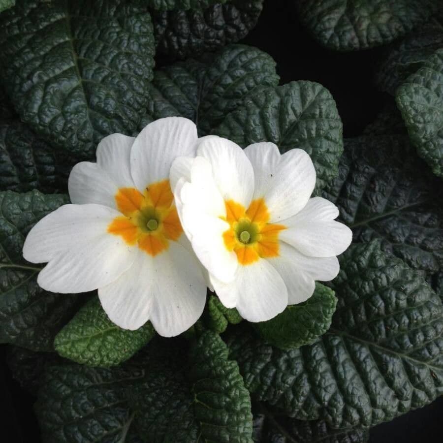 Primula comune 6