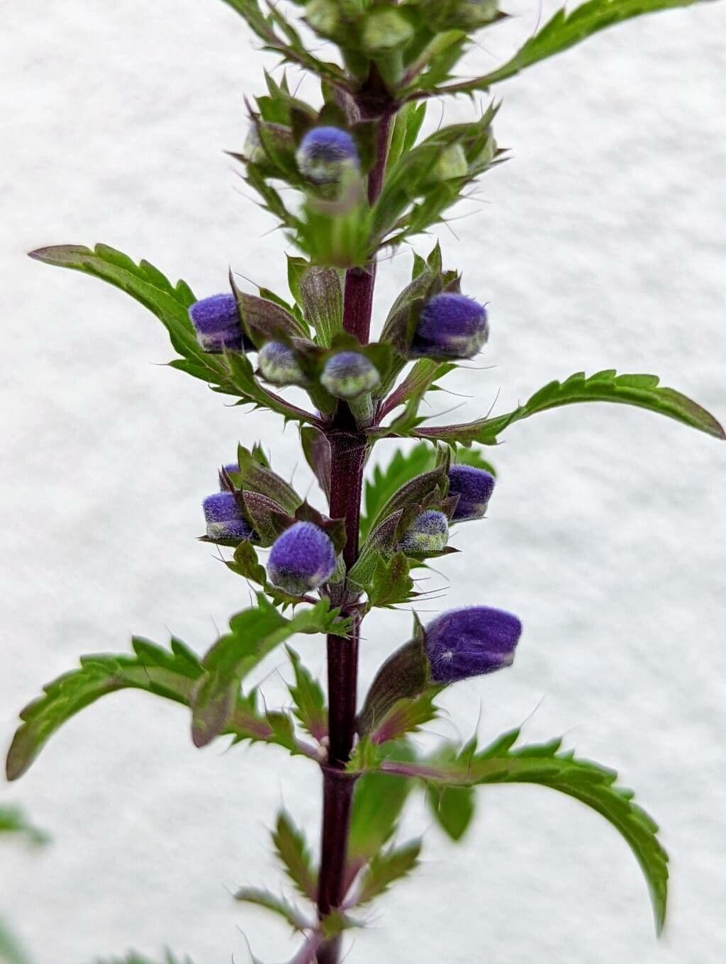 Dracocéphale de Moldavie 6