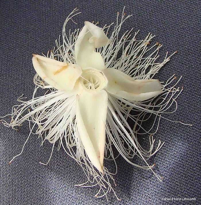 Barringtonia 7