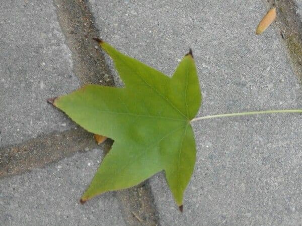 Liquidambar 19