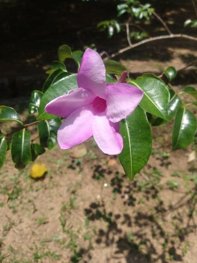 Criptostegia 4