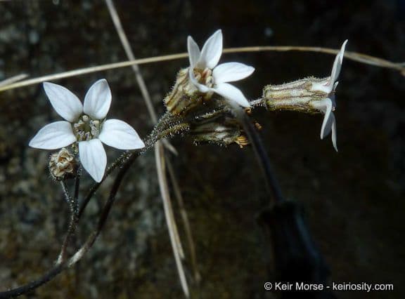 Jepsonia parryi 4