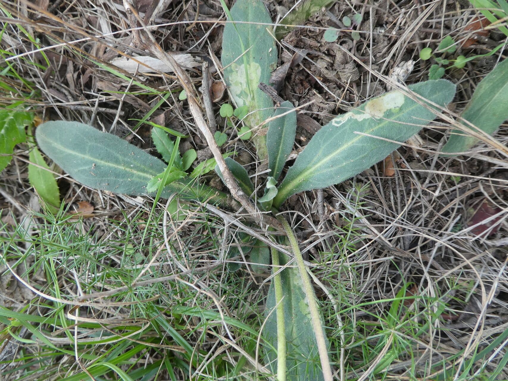 Margherita selvatica 13