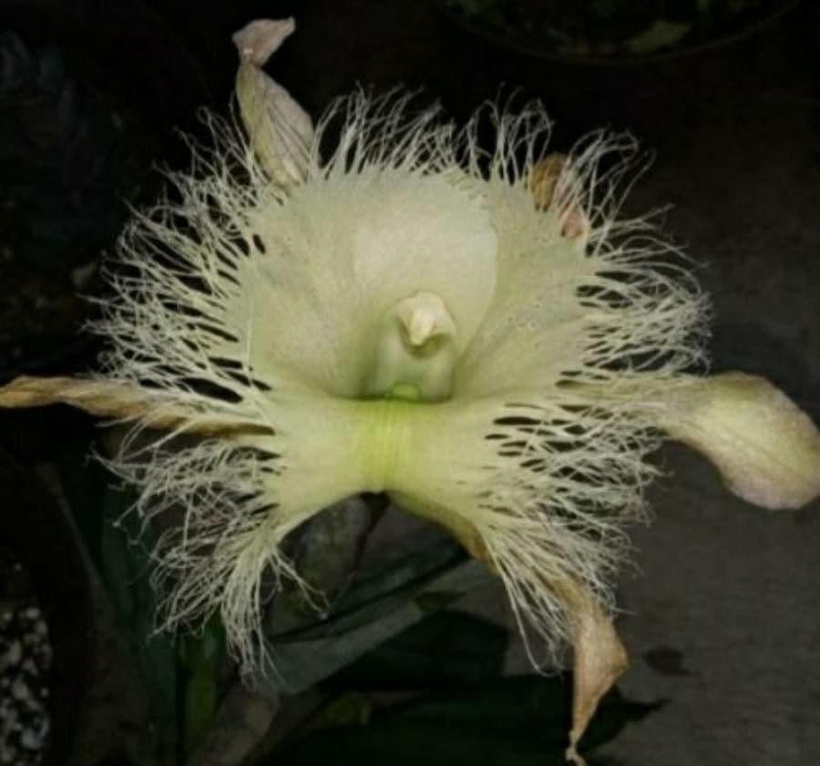 Rhyncholaelia 4