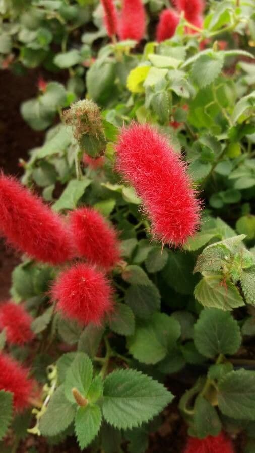 Acalypha a spiga grande 7