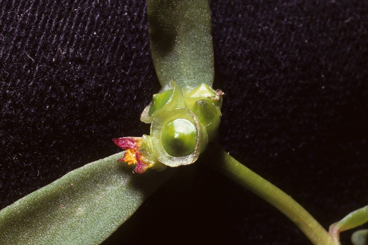 Porcellana 22