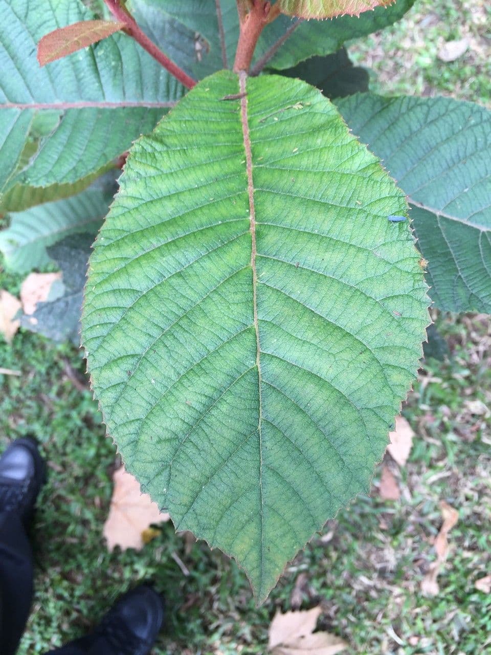 Clethra 3
