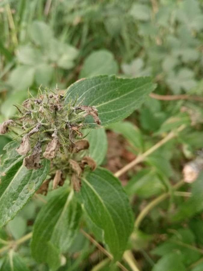 Chamenerium 3