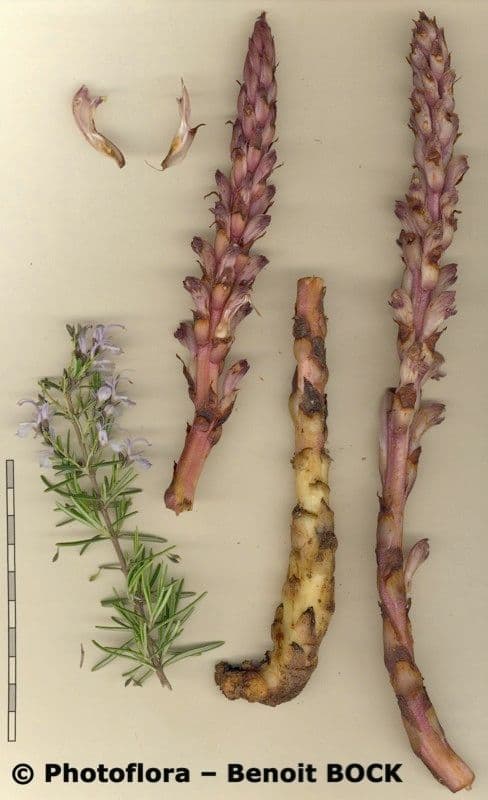 Orobanche a squame larghe 26