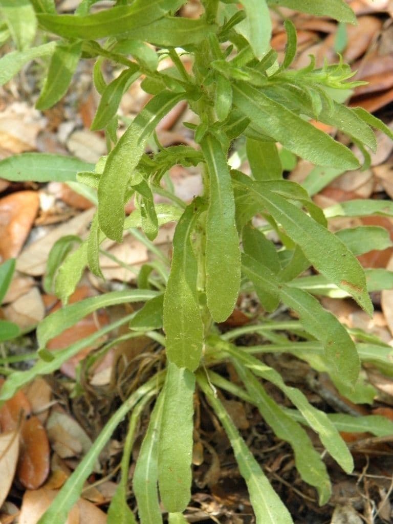 Chrysopsis 6