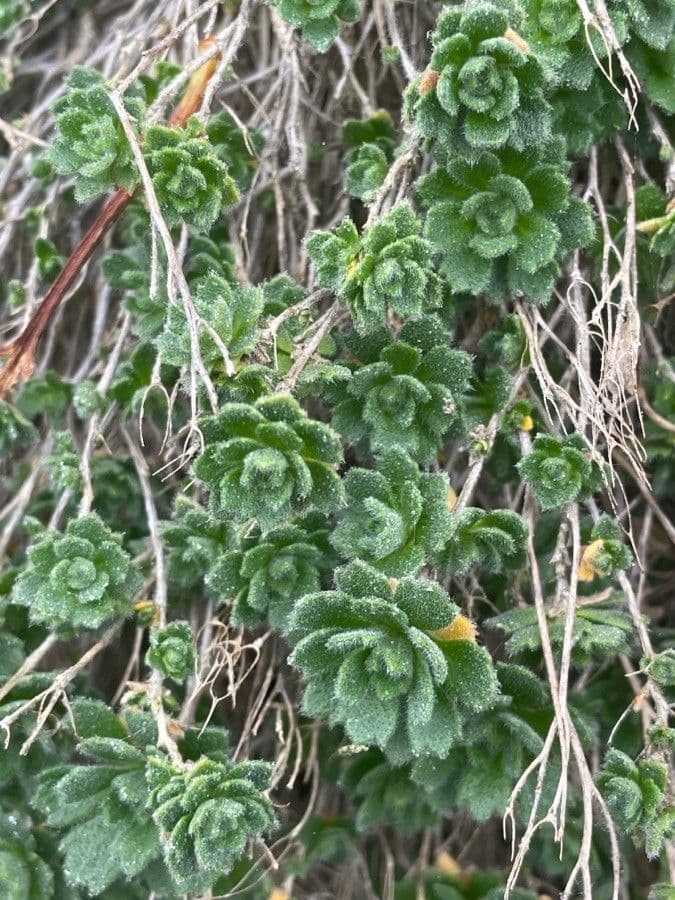 Draba douteuse 15