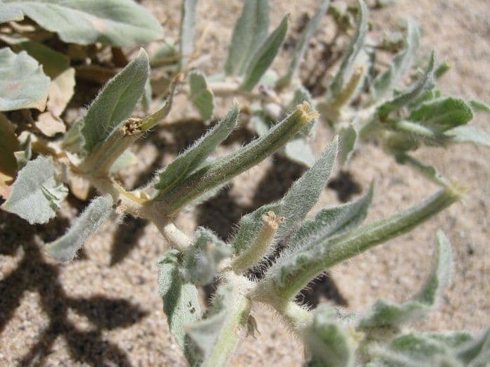 Enagra californiana 17