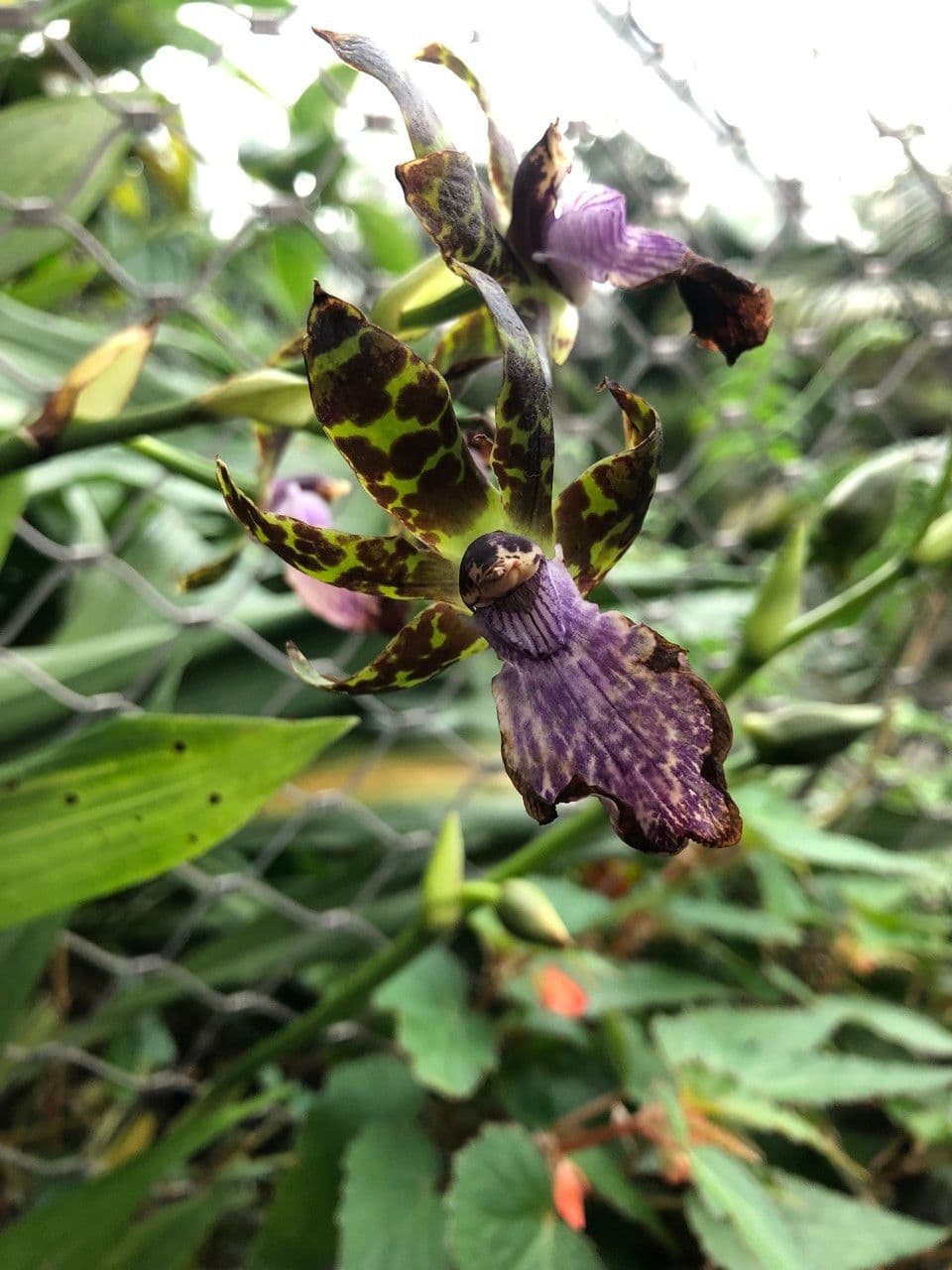 Zygopetalum 3