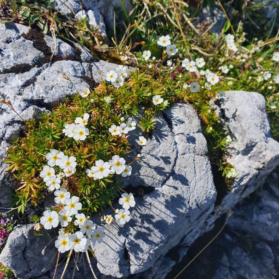 Androsace lattea 4