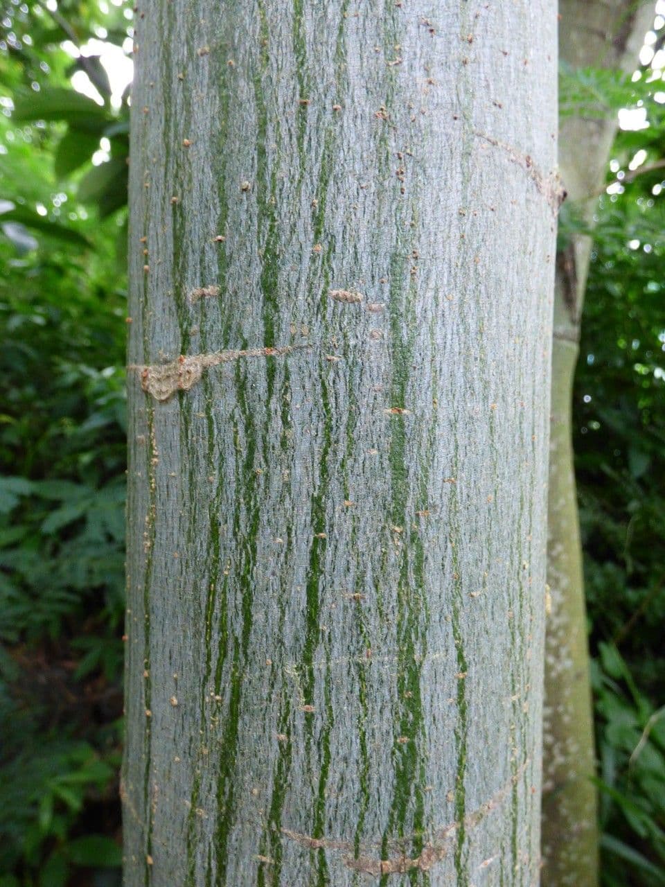 Pachira glabra 23