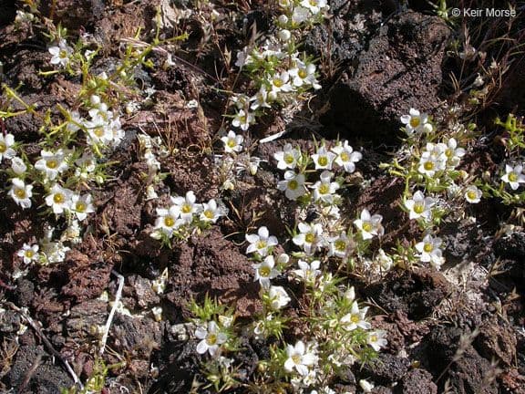 Linanthus basso 7