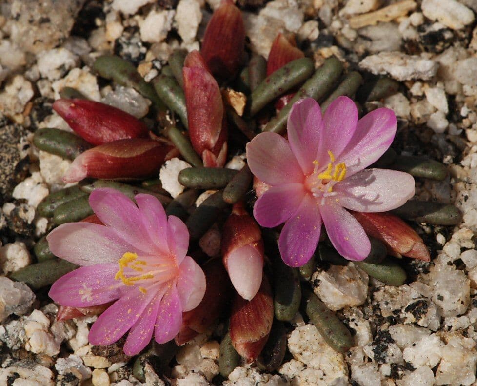 Lewisia