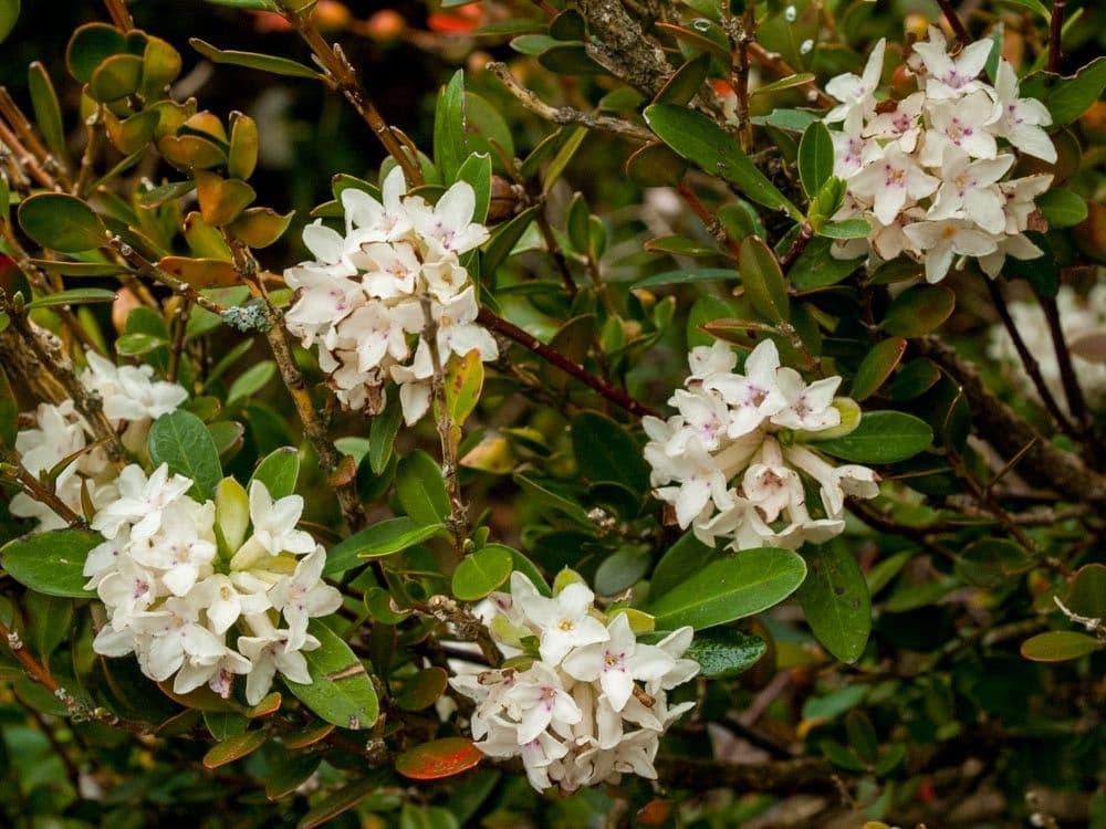 Daphne blagayana 2