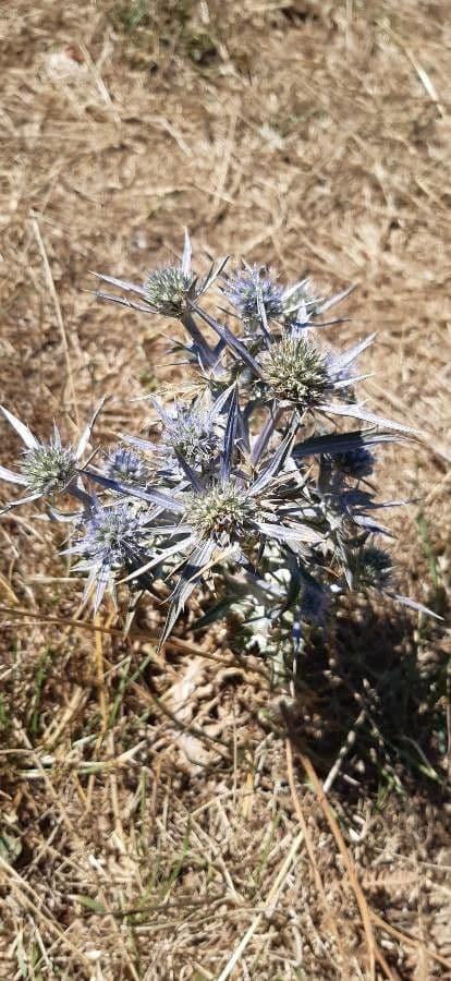 Edeldistel 24