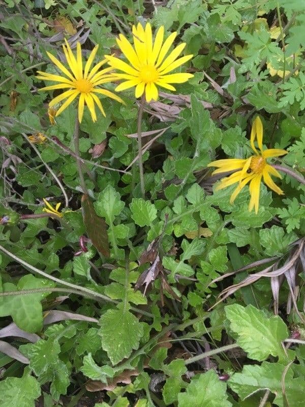 Kapringelblume 21