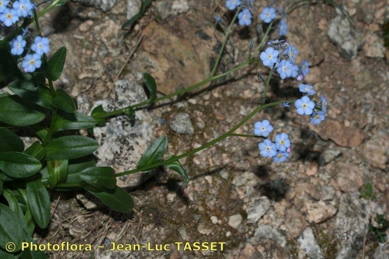 Miosotide di Corsica 8