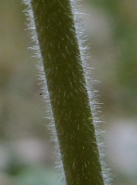 Primavera 21