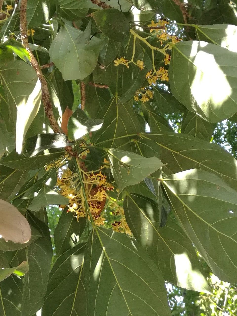 Klerodendron 3