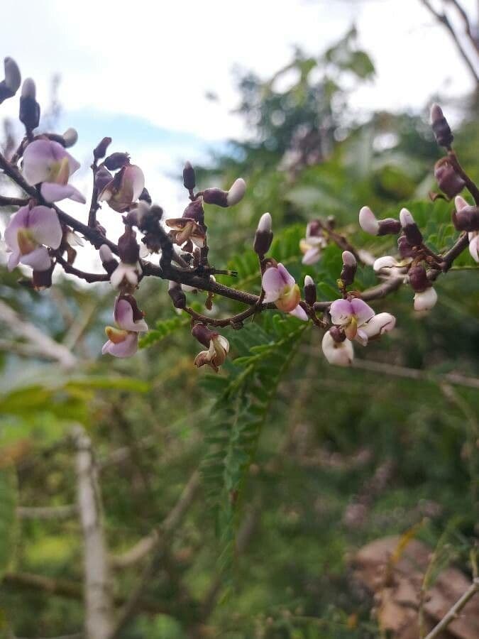 Machaerium spinoso 5