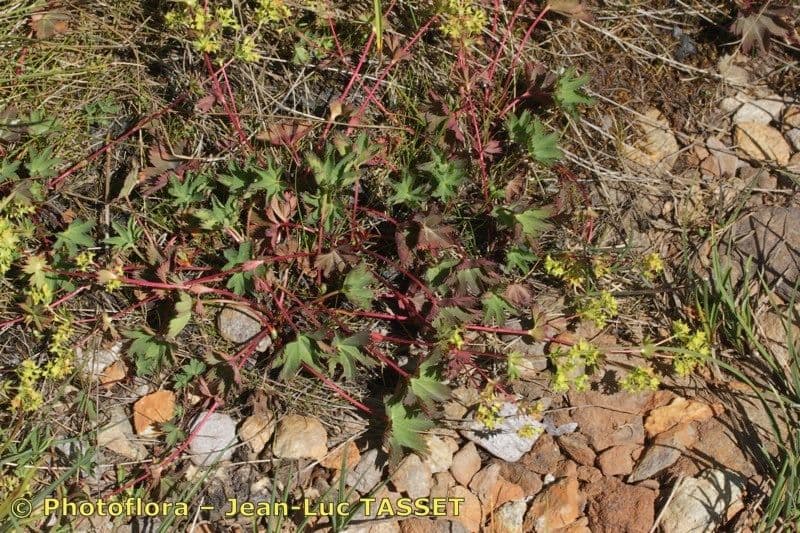 Alchemilla incisa 3