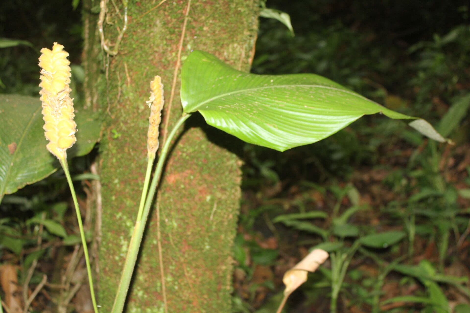 Kalatea 7
