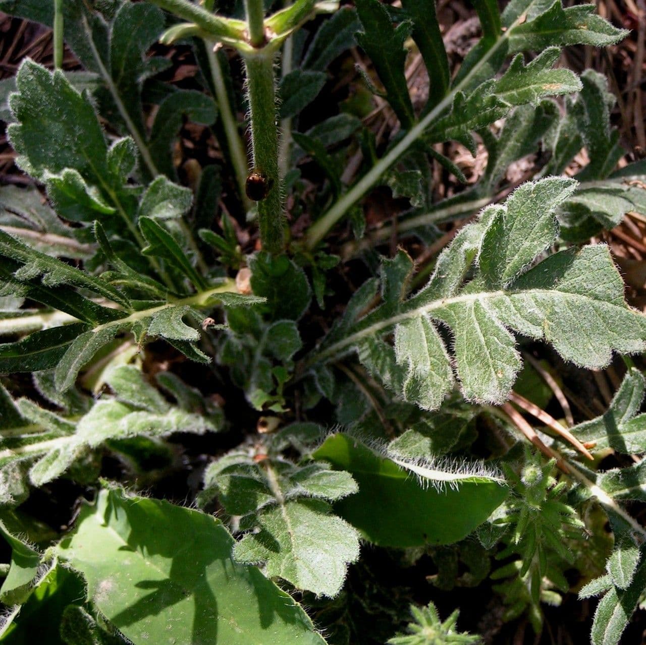 Vedovina cinerea 22