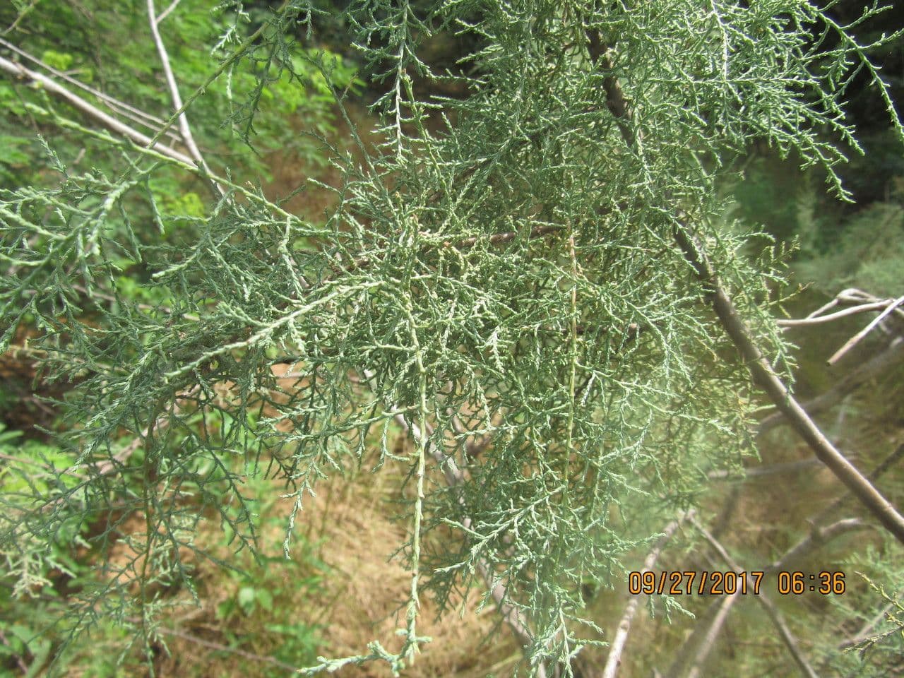 Tamariz 14