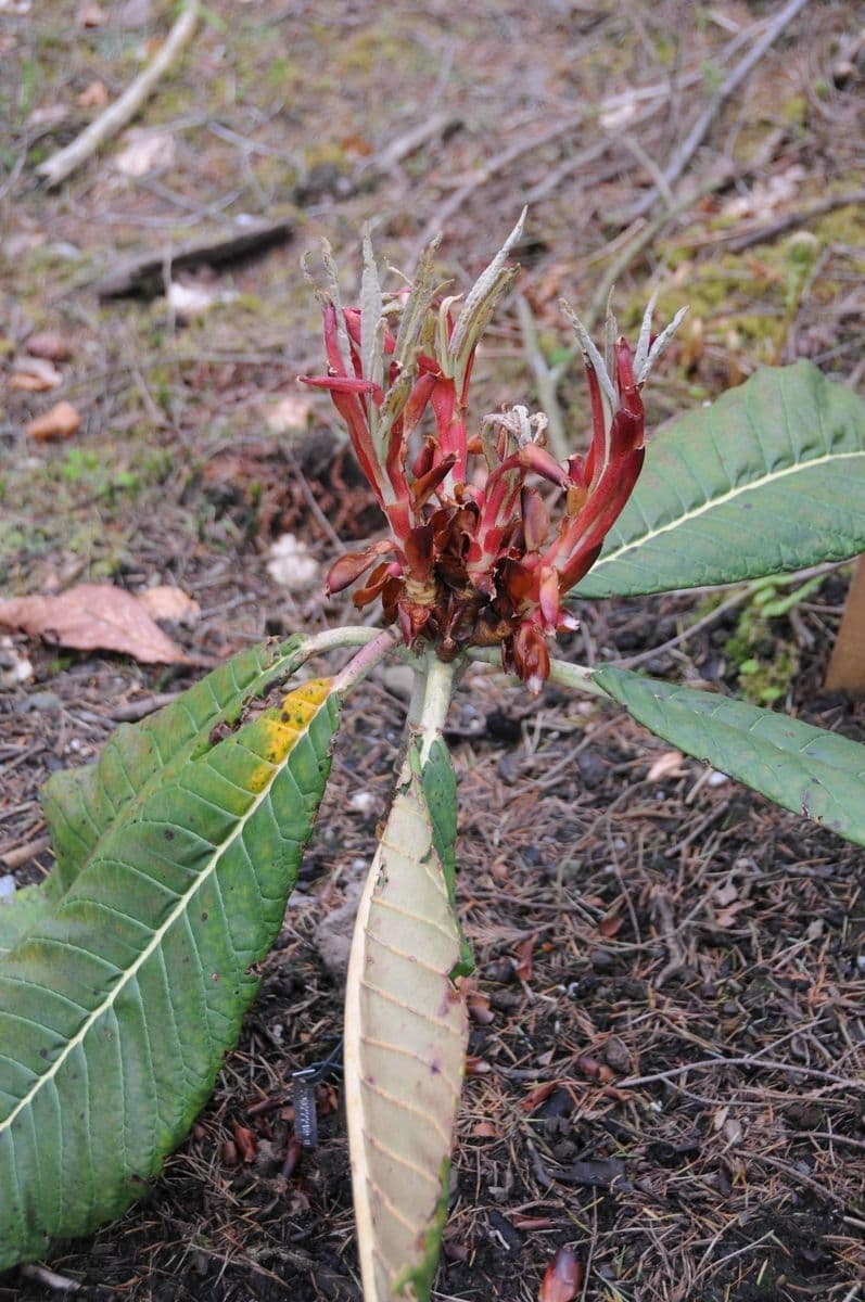 Rododendron 3