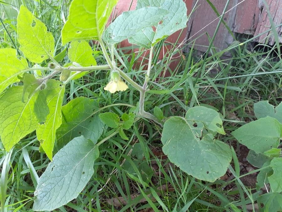 Tomatillo 26