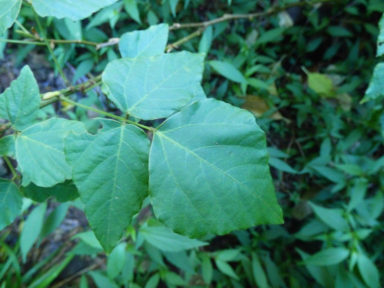 Hylodesmum 12