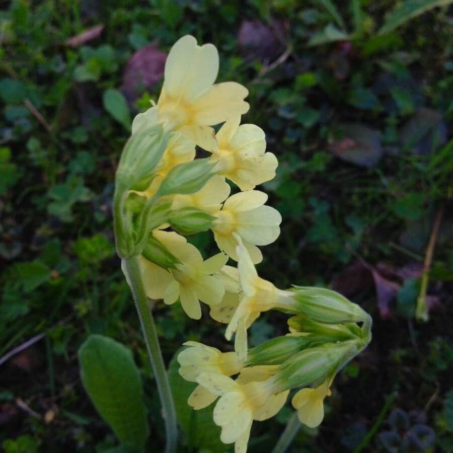 Primula maggiore 10