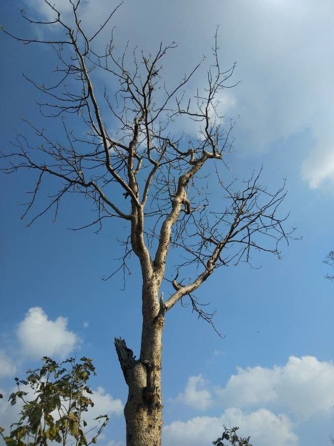 Boswellia