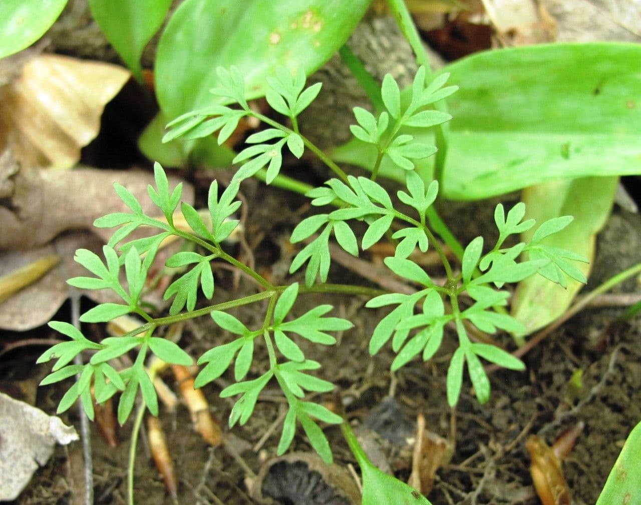 Erigenia bulbosa 14