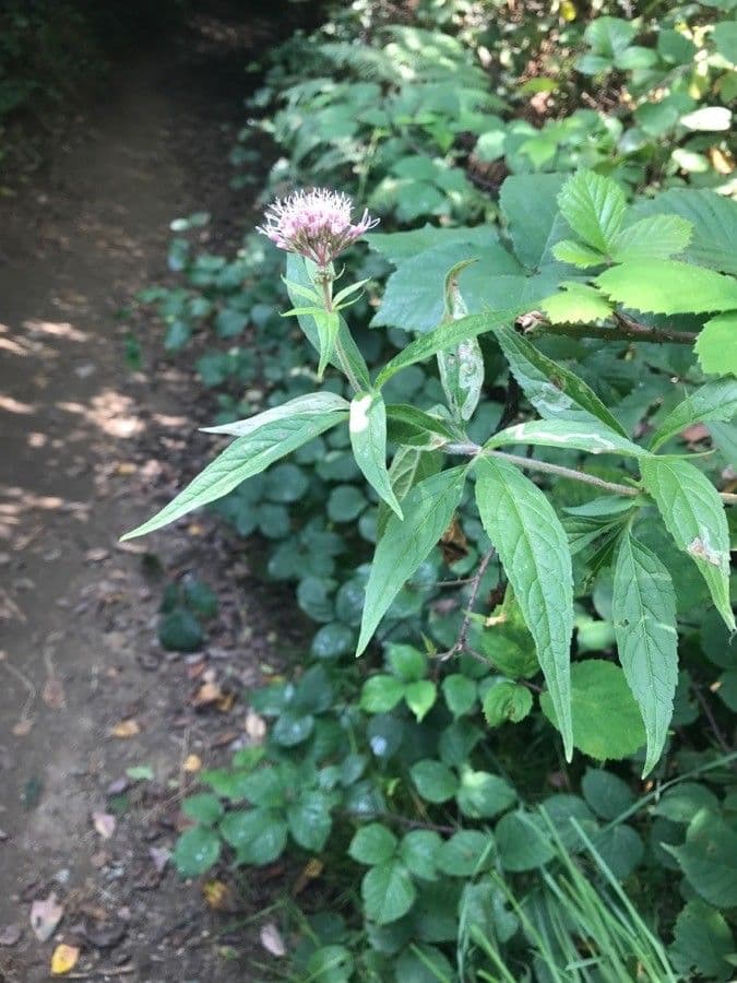 Eupatorio 30